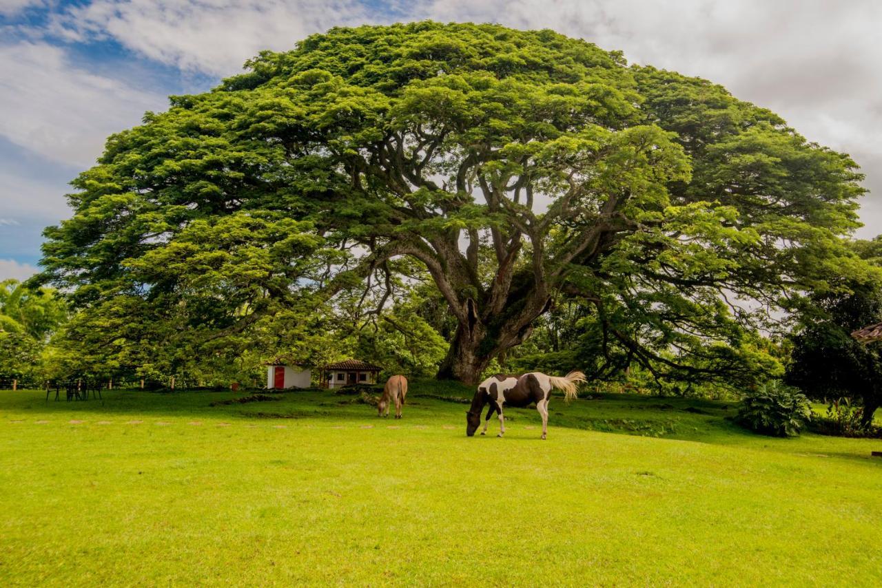 Hacienda El Samán Quimbaya Exterior foto